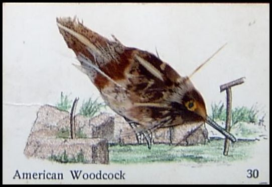 30 American Woodcock